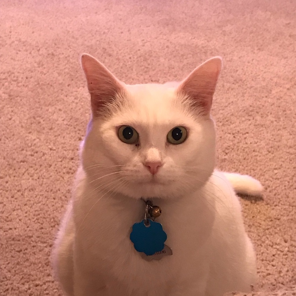 Meet your Posher, Mitzie